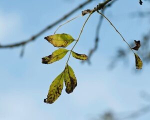 Benson's Tree Surgery Glasgow, Ash tree removal, Ash Tree assessment, Emergency call out, urgent