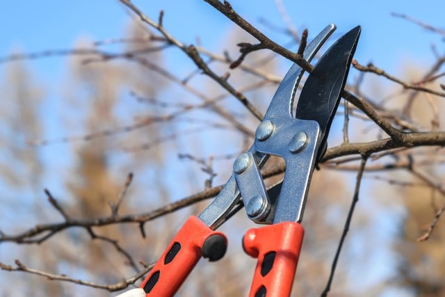 Benson's Tree Surgery Glasgow, sympathetic pruning, residential garden, Tree Pruning Services in Glasgow