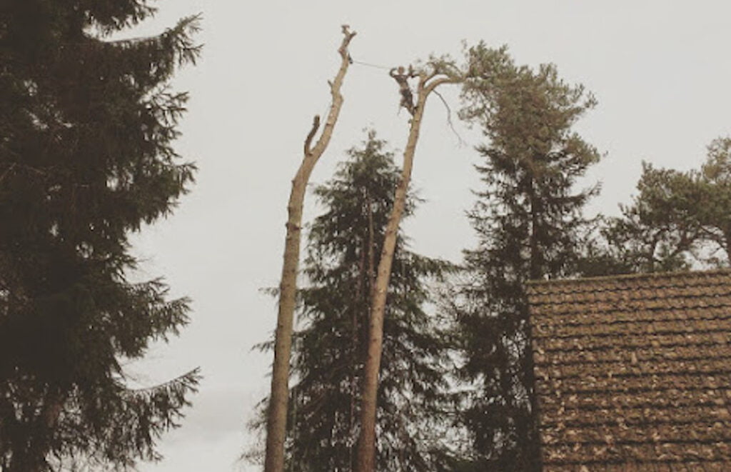 Benson's Tree Surgery Glasgow, Craig Benson, Tree Surgeon, Tree Removal services, Professional tree Surgeon