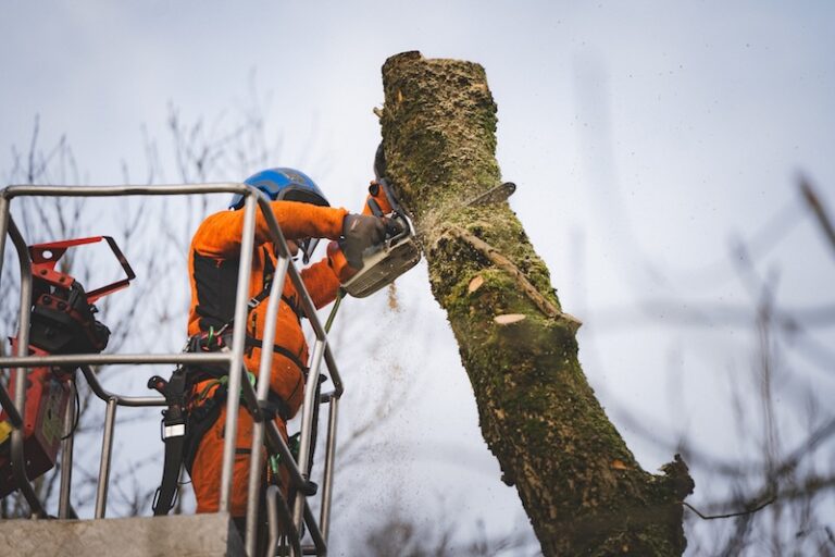 What Glasgow Homeowners Need to Know about Tree Felling. Craig Benson uses a chainsaw from a hiab to carry out tree felling on tall trees requiring specialist attention