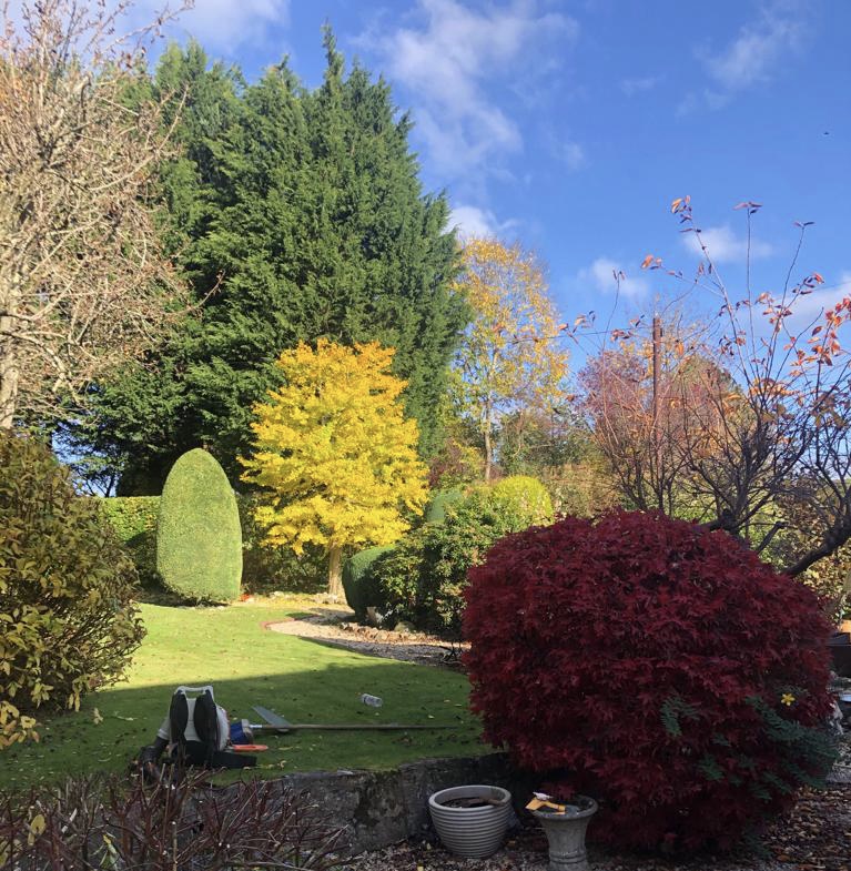 Benson's Tree Surgery Glasgow, managed garden, advice, regular maintenance, services