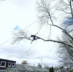 Benson's Tree Surgery Glasgow, Craig Benson, Technical tree removal, Storm Damage Tree Removal Services, 24hr Emergency Tree Removal Services Glasgow
