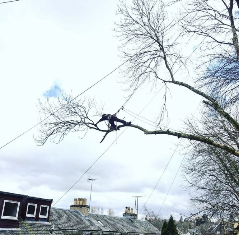 Benson's Tree Surgery Glasgow, Craig Benson, Technical tree removal, Storm Damage Tree Removal Services, 24hr Emergency Tree Removal Services Glasgow