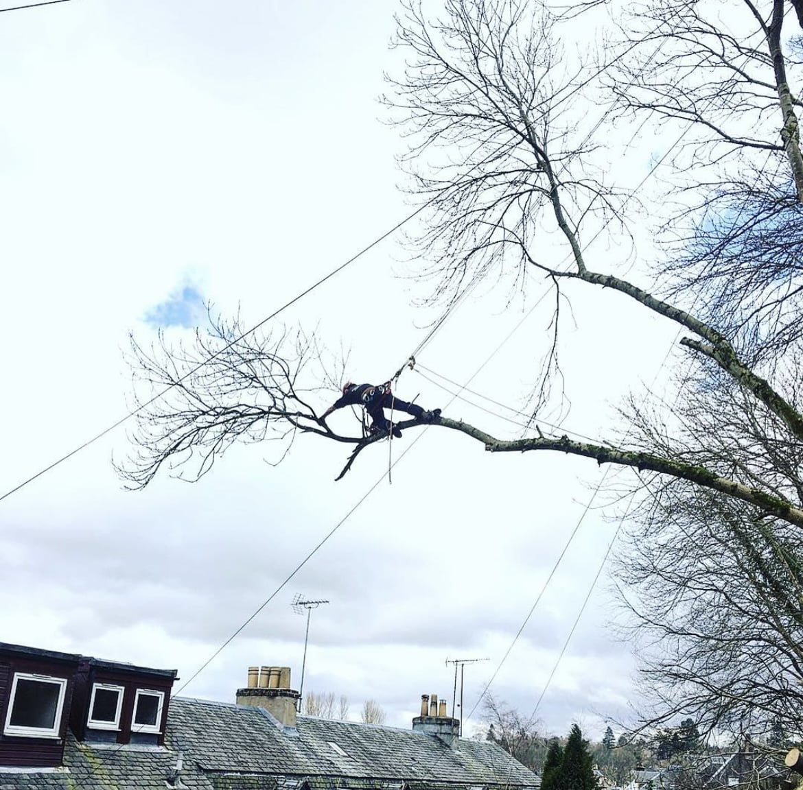 Services of Benson's Tree Surgery Glasgow