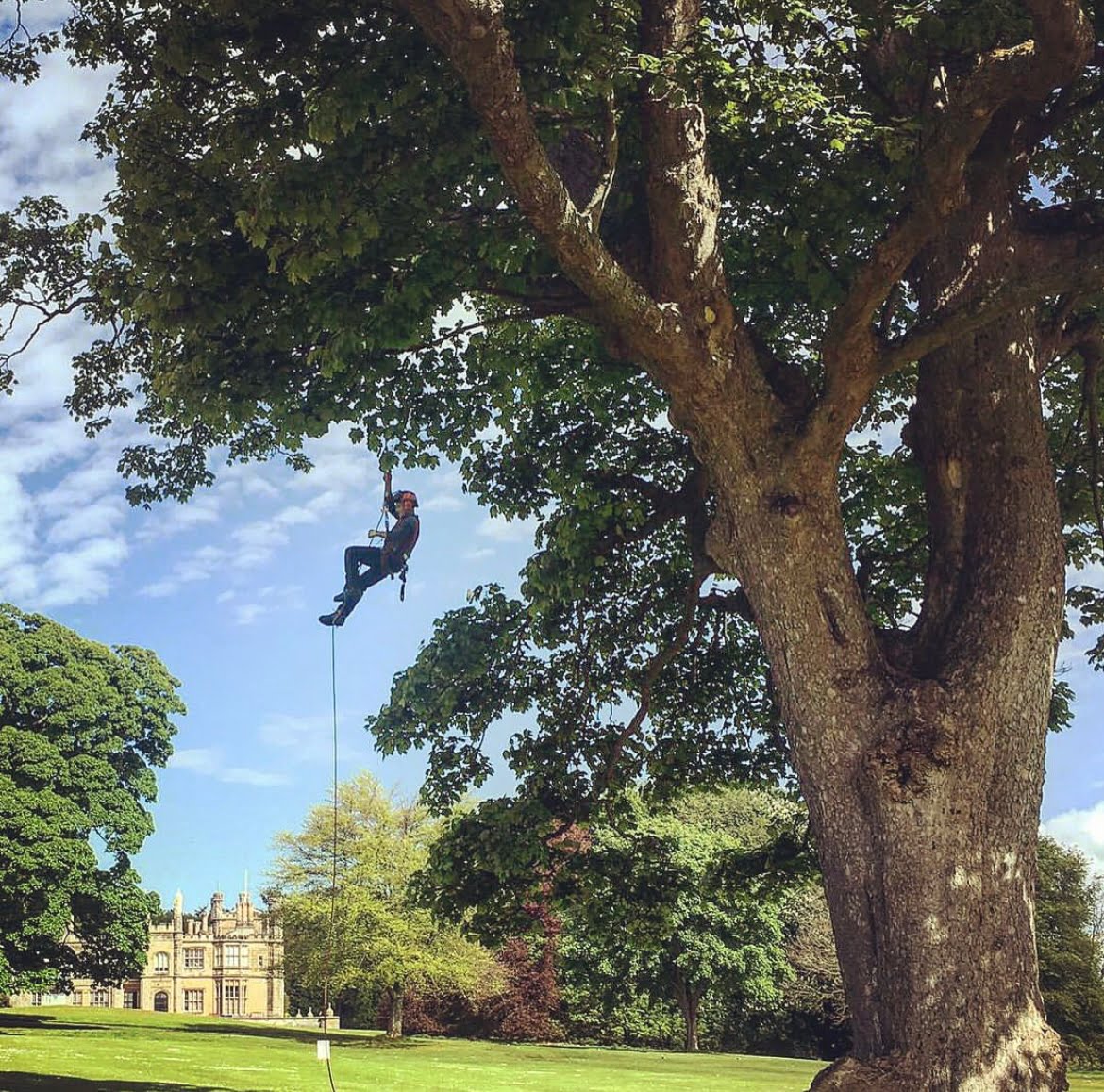 Services of Benson's Tree Surgery Glasgow