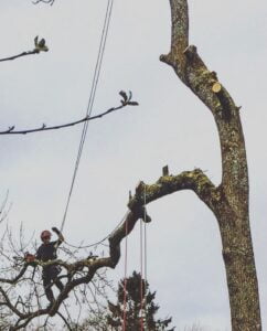 Benson's Tree Surgery Glasgow, Craig Benson, tree removal, Tree Felling in Glasgow