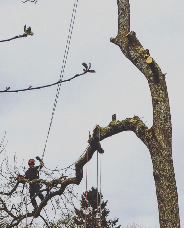 Benson's Tree Surgery Glasgow, Craig Benson, tree removal, Tree Felling in Glasgow