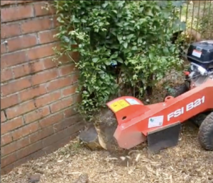 Benson's Tree Surgery Glasgow, Stump grinding,