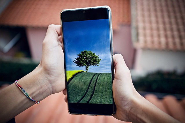 Call a Tree Surgeon Near Me. A guide on what to do.