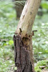 Dangerous Trees on Private Land in Scotland