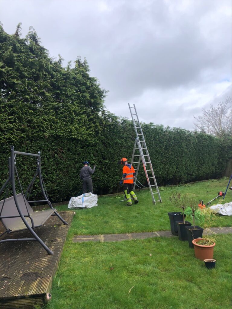 Hedge Trimming, Hedge Managements, Large Hedges, More space. When to tackle that hedge
