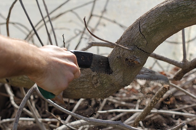 Tree Cutting in Glasgow. Know what to do.