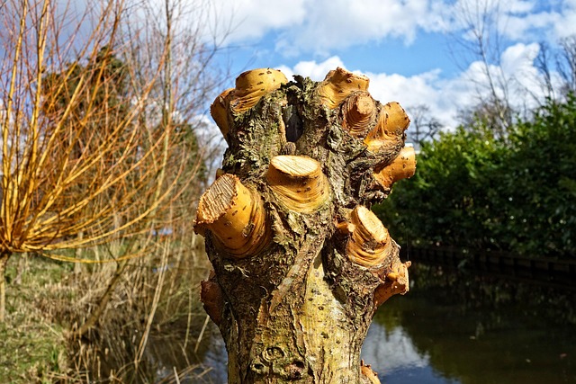 Tree Pollarding. Is it Good? Why getting it done may make all the difference to your property and health of your trees.