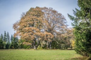 Crown lifting and thinning FAQs, Improve tree health, Garden improvements, brighter