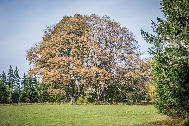Crown lifting and thinning FAQs, Improve tree health, Garden improvements, brighter