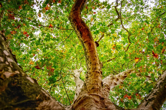 crown lifting and thinning, Improved Tree Health, Professional Services